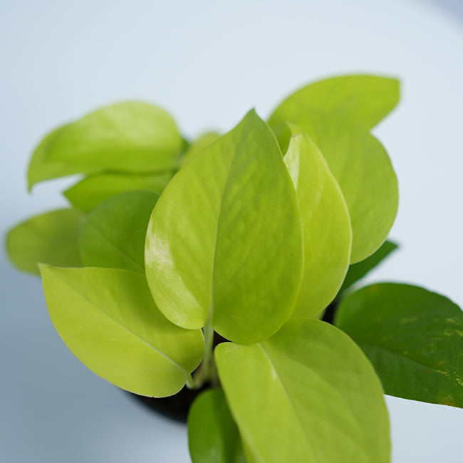 Golden Pothos