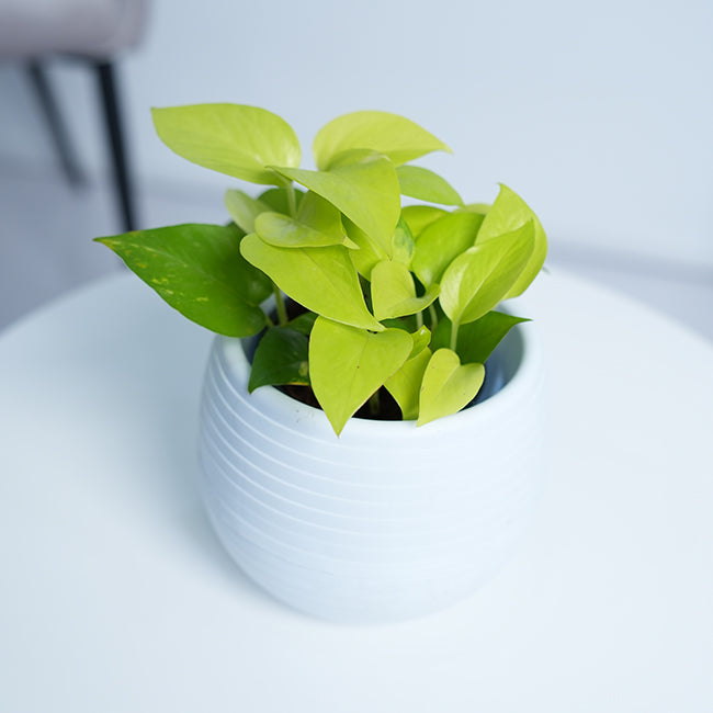 Golden Pothos