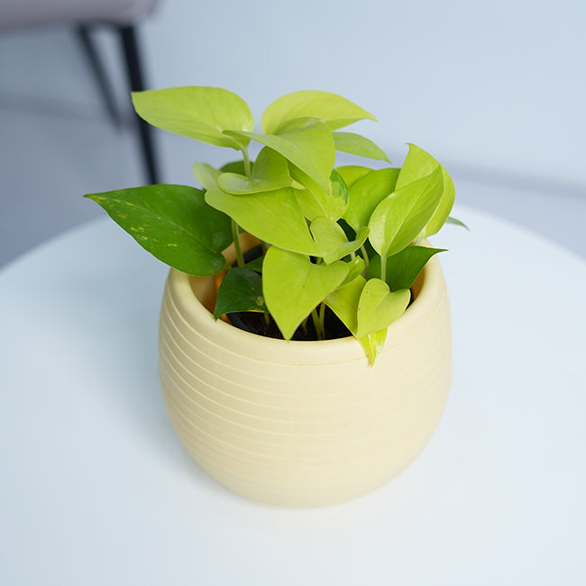 Golden Pothos