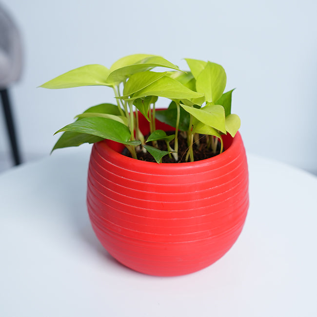 Golden Pothos