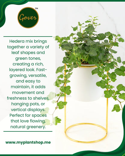 Hedera Mix – English Ivy Collection (Indoor &amp; Outdoor Climber) (Without pot)