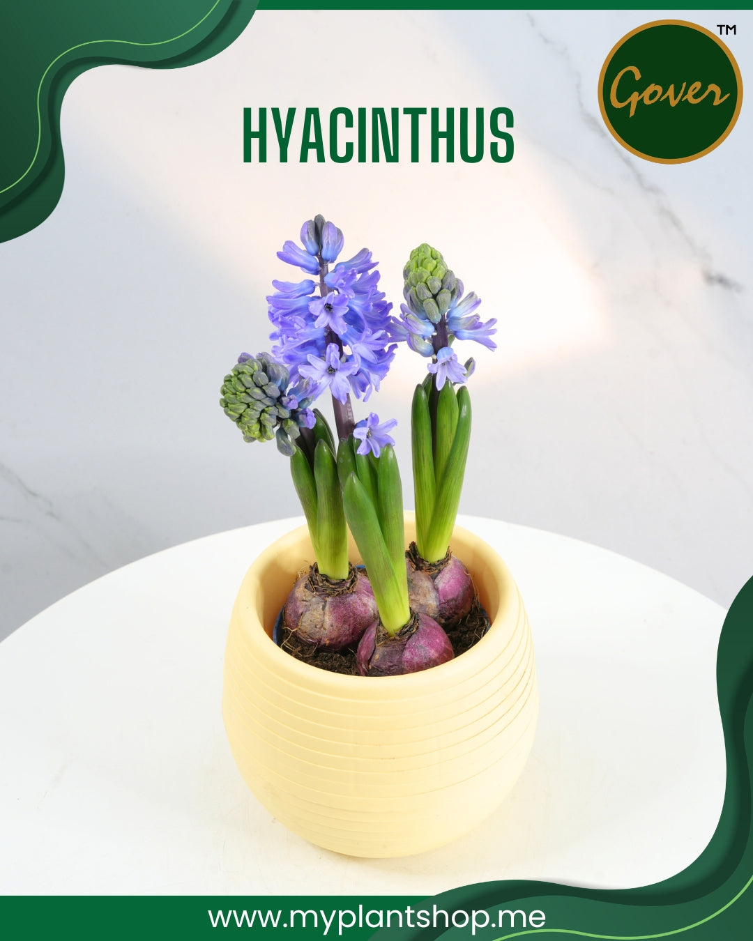 Hyacinthus – Fragrant Spring Blooming Bulb Plant (Without pot)