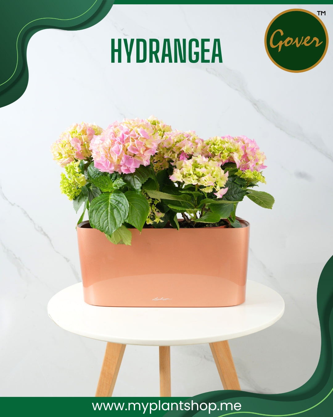 Hydrangea – Premium Indoor Flowering Plant (Without pot)
