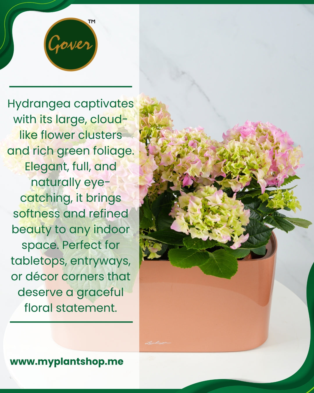 Hydrangea – Premium Indoor Flowering Plant (Without pot)