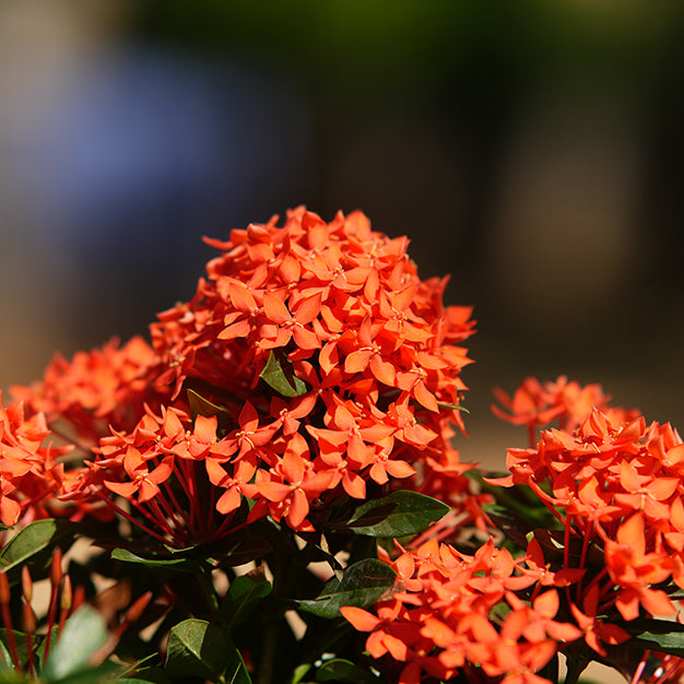 Ixora