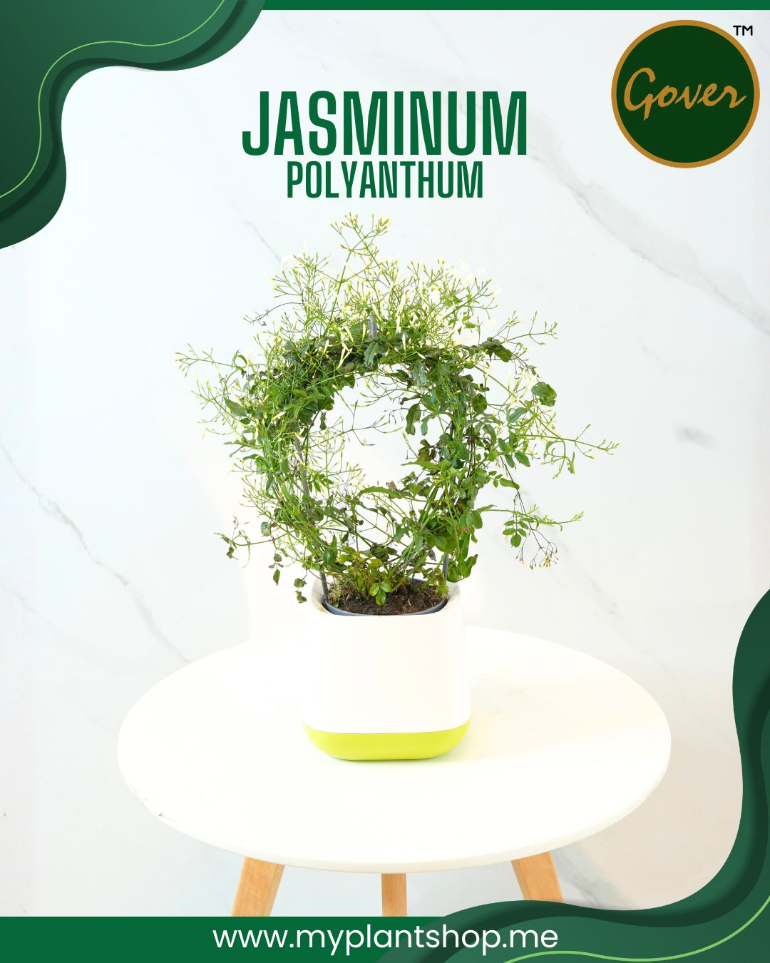 Jasminum polyanthum – Fragrant Indoor Flowering Jasmine Plant Dubai UAE (Without pot)