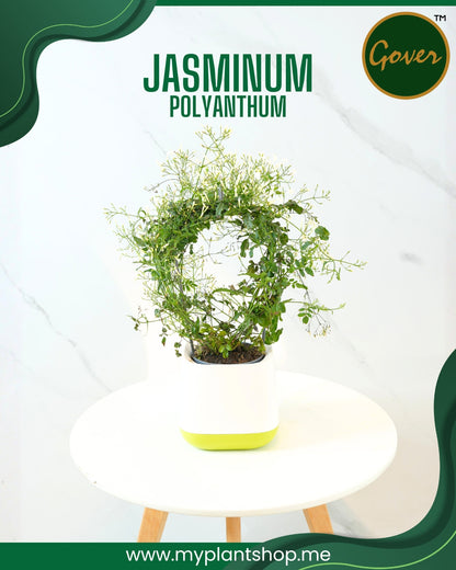 Jasminum polyanthum – Fragrant Indoor Flowering Jasmine Plant Dubai UAE (Without pot)