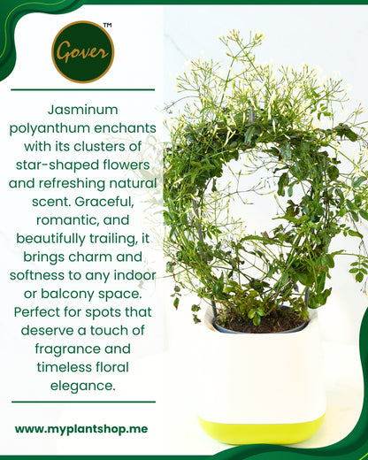 Jasminum polyanthum – Fragrant Indoor Flowering Jasmine Plant Dubai UAE (Without pot)