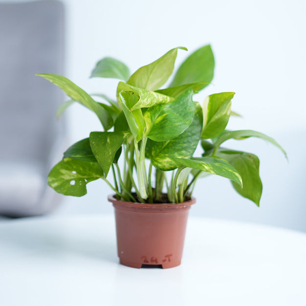 where can i buy money plant near me Money Plant