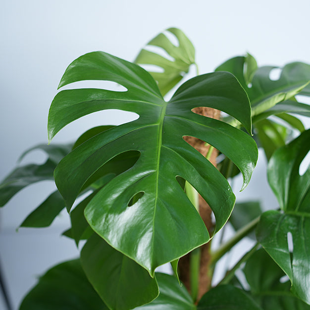 Monstera Deliciosa