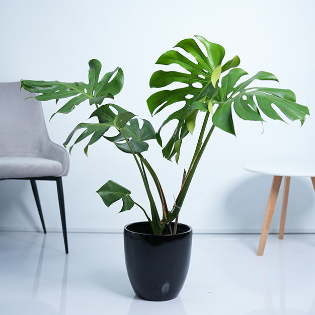 Monstera Deliciosa