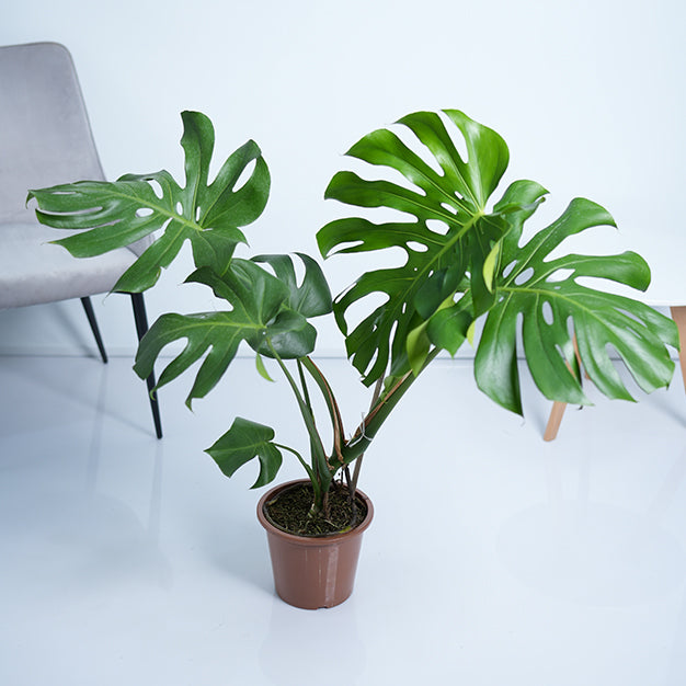 Monstera Deliciosa