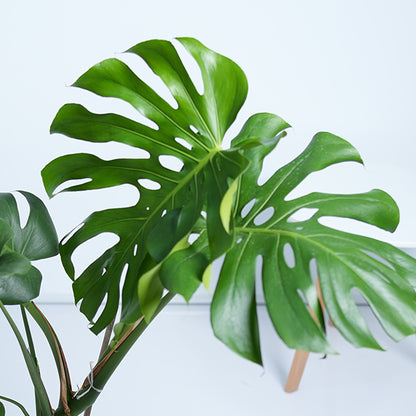 Monstera Deliciosa