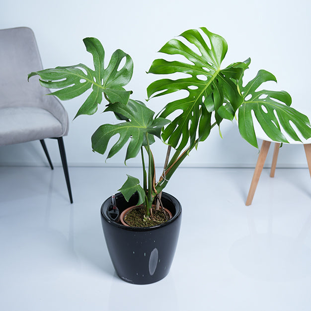 Monstera Deliciosa