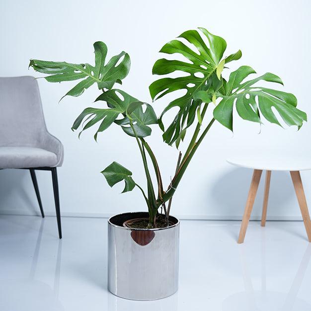 Monstera Deliciosa