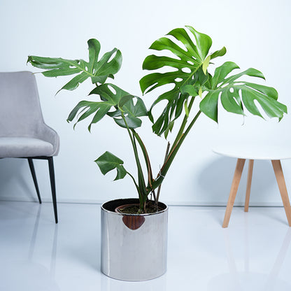 Monstera Deliciosa