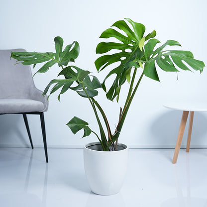 Monstera Deliciosa