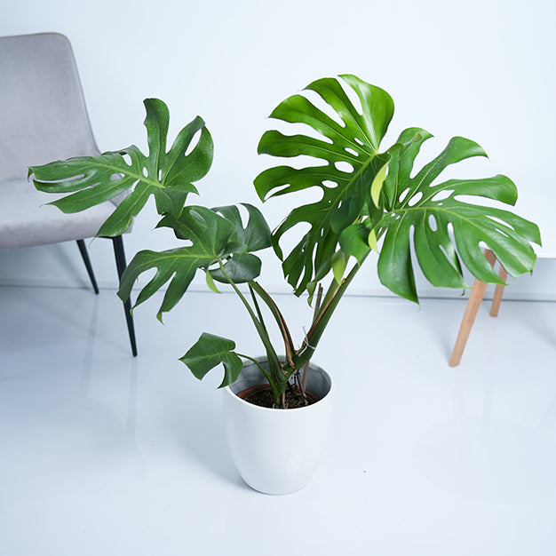 Monstera Deliciosa