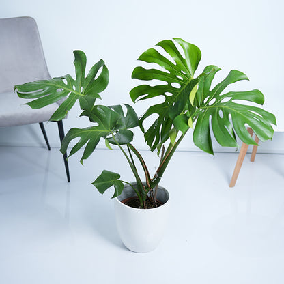 Monstera Deliciosa