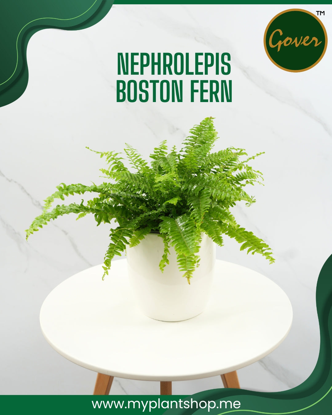 Boston Fern