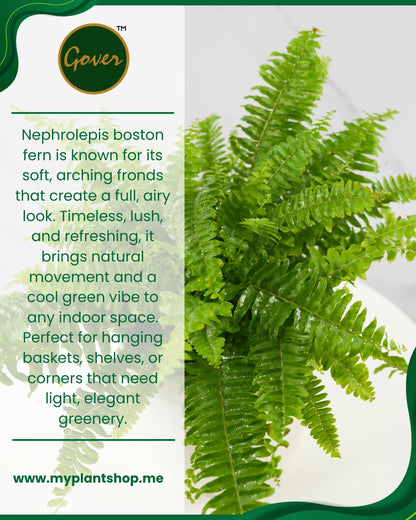 Boston Fern