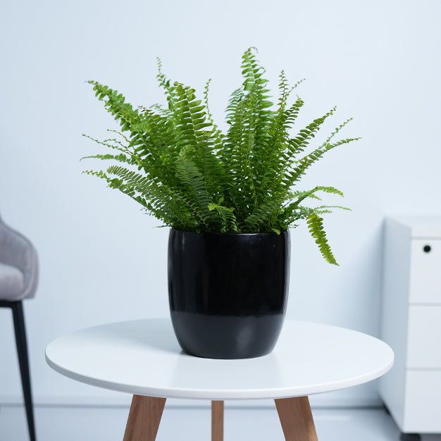 Boston Fern