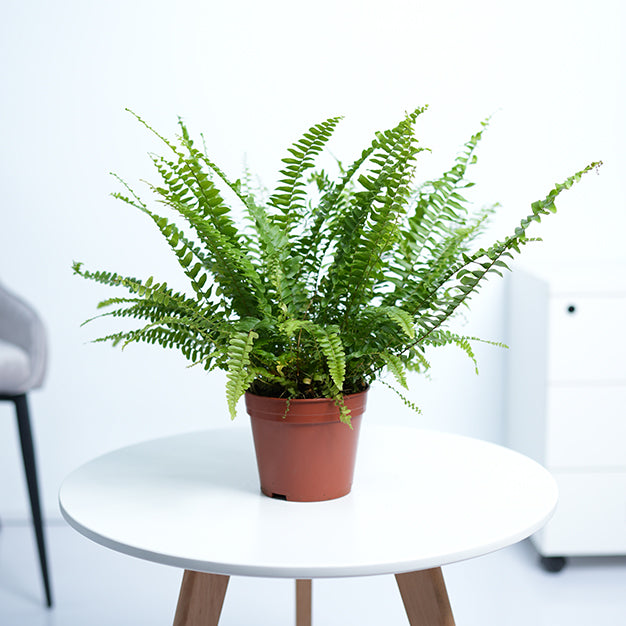fishbone fern indoor plant Nephrolepis Cordifolia Plant | Fish Bone Fern