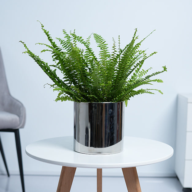 Boston Fern