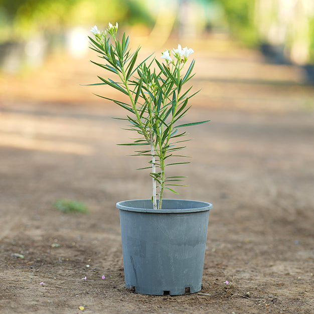 Nerium oleander