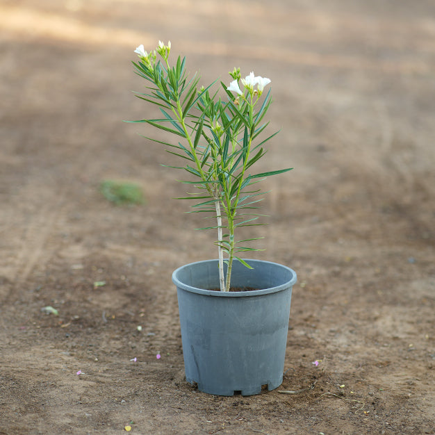 Nerium oleander