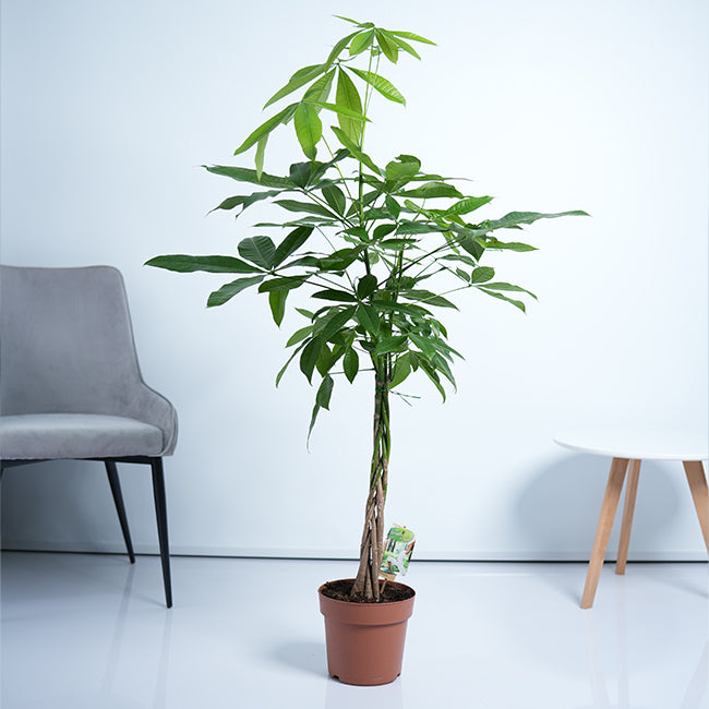 money plants near me Pachira Money Tree Plant (Pachira Aquatica) – MyPlantShop.me