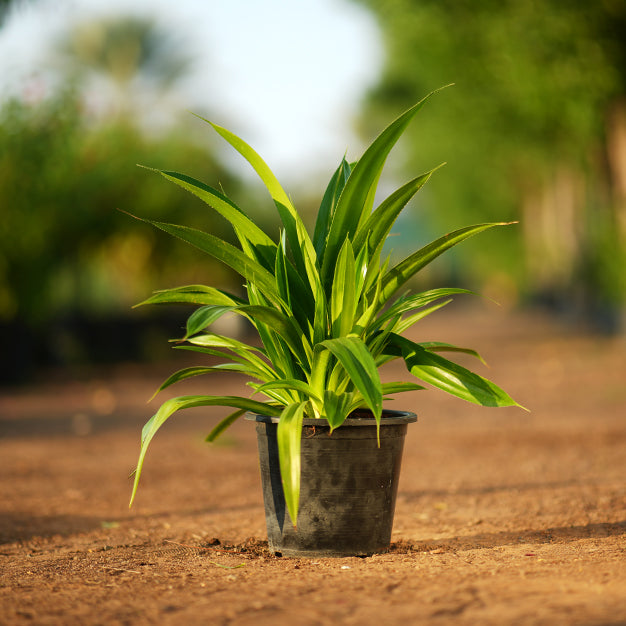 Pandanus Amaryllifolius