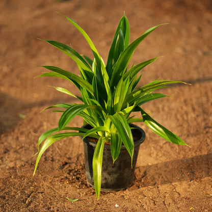 Pandanus Amaryllifolius