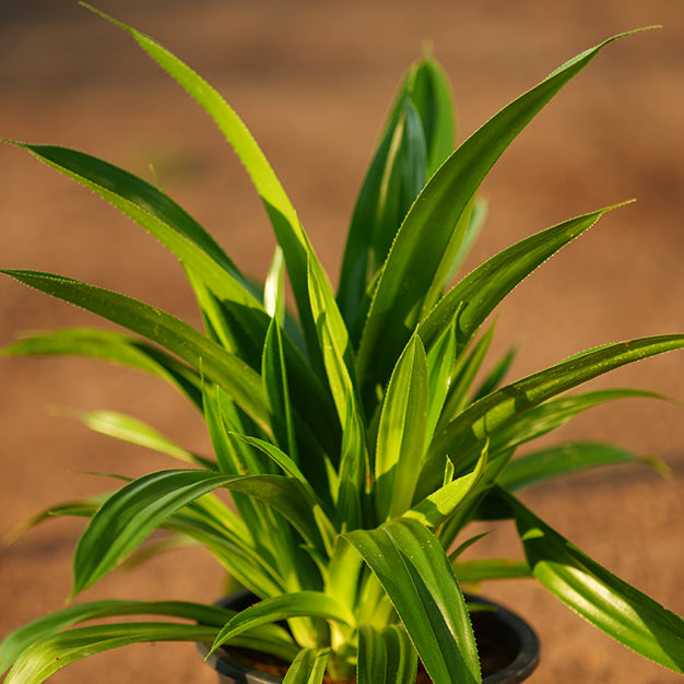 Pandanus Amaryllifolius