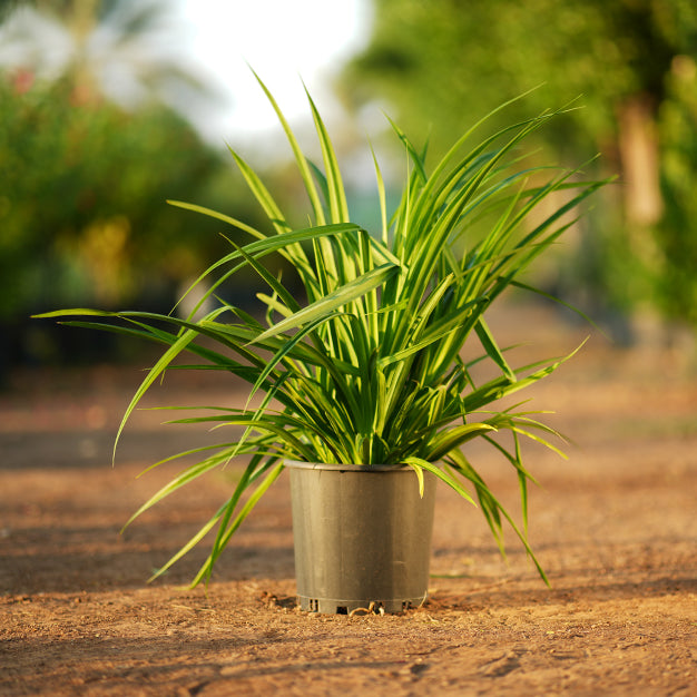 Pandanus baptistii