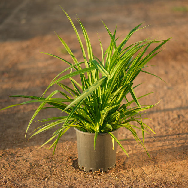 Pandanus baptistii