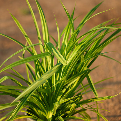 Pandanus baptistii