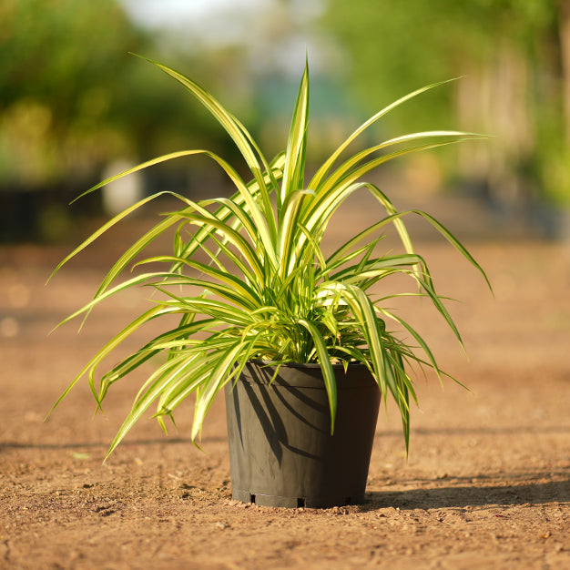 Pandanus Thailand