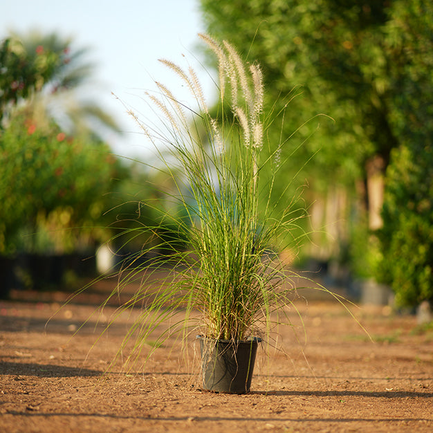 Pennisetum Green