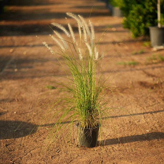 Pennisetum Green