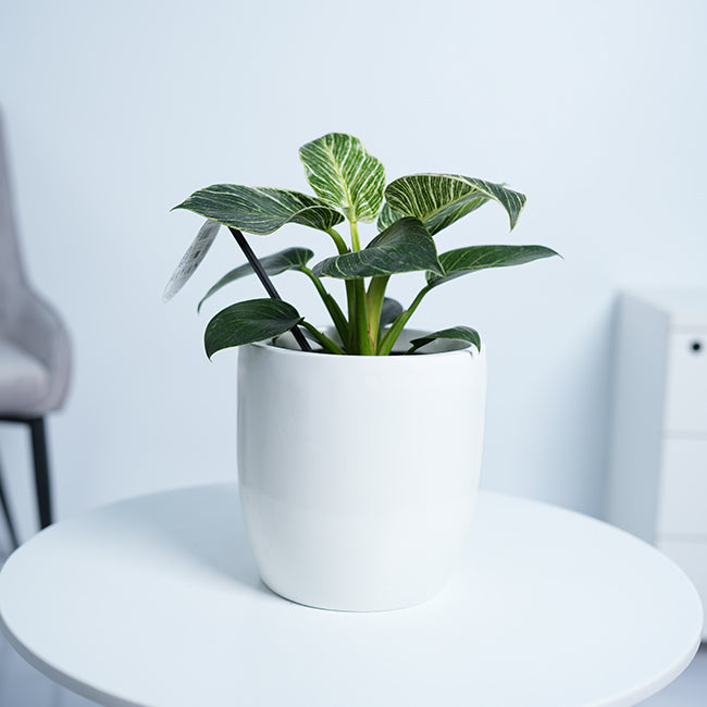 Philodendron White Measure