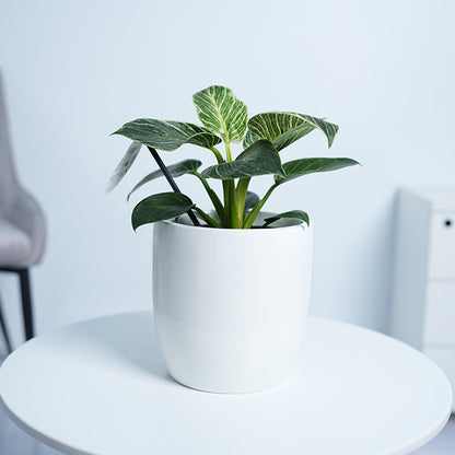 Philodendron White Measure