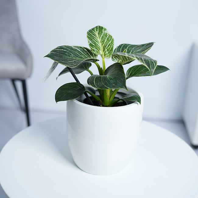 Philodendron White Measure