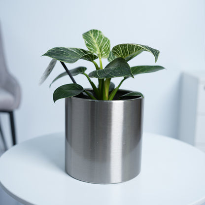 Philodendron White Measure