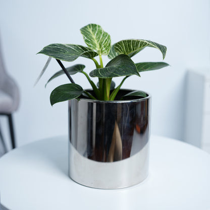 Philodendron White Measure