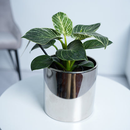 Philodendron White Measure