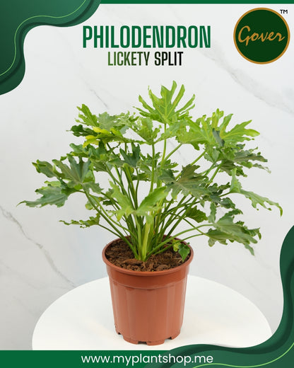 Philodendron ‘Lickety Split’ – Tropical Split-Leaf Indoor Plant (With grow pot)