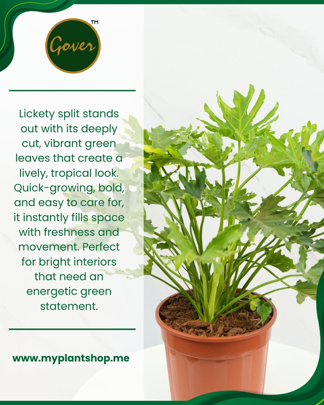 Philodendron ‘Lickety Split’ – Tropical Split-Leaf Indoor Plant (With grow pot)