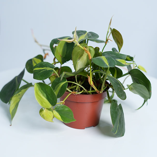 Philodendron scandens