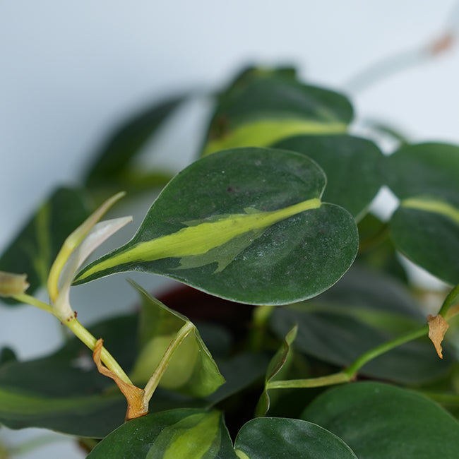 Philodendron scandens